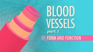 Blood Vessels Part 1  Form and Function Crash Course Anatomy amp Physiology 27 [upl. by Nnaear945]