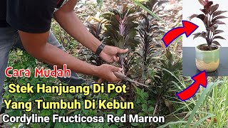 Stek Hanjuang Dalam Pot Yang Tumbuh Liar Di Kebun  Hanjuang Jenis Cordyline Fructicosa Red Marron [upl. by Nahsad]