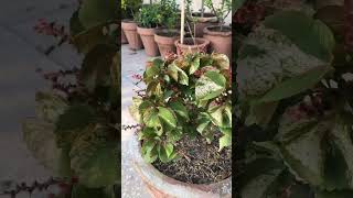 Acalypha wilkesiana viralvideo containergardening plants rooftopgarden gardeningtips garden [upl. by Flem332]