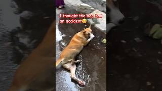 StreetDogRescue ViralVideo DogCare AnimalRescue DogMedicine PetRescue InstaDogs DogHealing [upl. by Alyekahs]