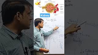 Malpighain Body  Glomerulus  Bowmans capsule malpighianbody glomerulus bowmancapsule kidney [upl. by Ponton788]