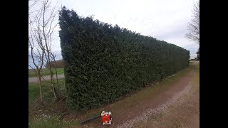 Taille haie de cyprésJardiscine Paysagiste en Vendée Pays de Loire 85st pexine [upl. by Sidhu]