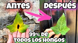 MATA al 99 de LOS HONGOS de TUS PLANTAS con este FUNGICIDA CASERO Huerto urbano y jardín Vinagre [upl. by Sugden297]