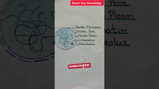 Nucleus diagrameasy nucleus diagram nucleus cellbiology nucleusstructure viralvideo shorts [upl. by Lever]