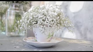 Gypsophila [upl. by Norward194]