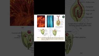 dia pollen grain germinating on stigma neet2024 biologybook biologydiagram science shorts [upl. by Atilef]