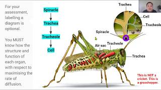 Overview of the Cricket Tracheal System Video 7 in 23 Series [upl. by Yedrahs909]