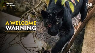 A Welcome Warning  The Real Black Panther  हिन्दी  Full Episode  S1  E1  Nat Geo Wild [upl. by Graehme]