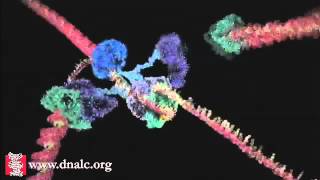 DNA Replication  DNA Polymerase and Helicase Activity Animation [upl. by Jillene]