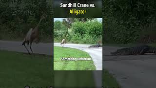 Sandhill Crane vs Alligator [upl. by Bal]