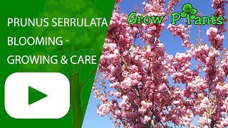 Prunus serrulata blooming  growing and care [upl. by Kiraa]