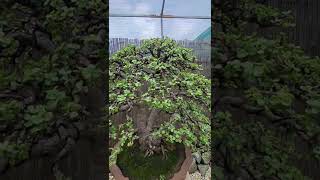 Portulacaria afra bonsai in Australia 🇦🇺 40 years old Triple Trunk style [upl. by Brandon]