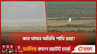 কবে থামবে অতিথি পাখি হত্যা  Guest Bird  Herons  Rangpur  Somoy National [upl. by Rothschild]