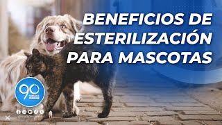 Esterilización gratuita de mascotas en Cali Cuidado responsable y beneficios para su salud [upl. by Irtak]