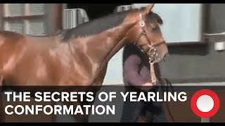 The Secrets of Yearling Conformation [upl. by Clite93]