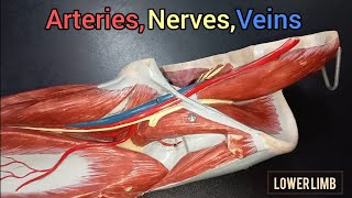 LOWER LIMB  ARTERIES  NERVES  VEINS [upl. by Lordan371]