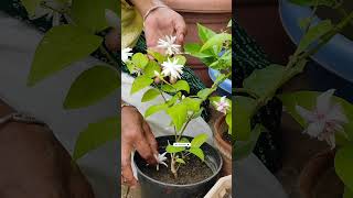 Grow Flowering🌼Plants🌰🫘In Monsoon🔥मानसून में उगाये ये फूल के पौधे✨बागवानीashasgardenstoryshorts [upl. by Strain]