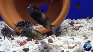 Tropheus duboisi Maswa  Tropheus sp quotblackquot Siyeswe Cherry Spot Juvies [upl. by Sinegold]