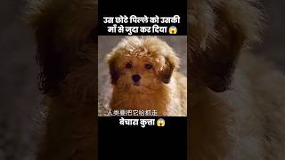 इस पिल्ले को उसकी माँ से अलग कर दिया 🥺😱  short anime dog movie doglover [upl. by Neil]