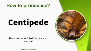 How to pronounce Centipede in English correctly [upl. by Brooks205]