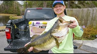 BIG Live ShinersLive Bait for TROPHY BASS [upl. by Tavi879]