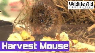 Wildlife Aid Rescue UKs Smallest Mammal  A Harvest Mouse [upl. by Klute]