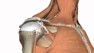 Shoulder Joint  Glenohumeral Joint  3D Anatomy Tutorial [upl. by Yank]