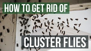 How to Get Rid of Cluster Flies 4 Simple Steps [upl. by Retsek]