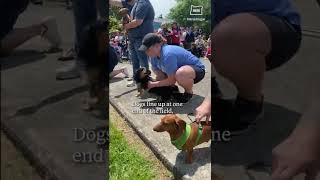 Wiener dogs race for glory at Firecracker Wiener Nationals on Oregon coast shorts [upl. by Audris]