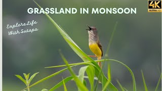 Grassland in Monsoon  Birding and Wildlife Photography [upl. by Haseena]