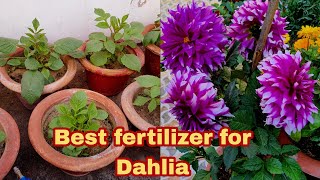 डहेलिया में दीजिए यह खाद अच्छी ग्रोथ के लिए  Best Fertilizer for Dahlia Plantgardeningwithvandana [upl. by Miksen]