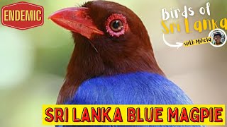 SRI LANKA BLUE MAGPIE  Birds of Sri Lanka with Mihela  Ceylon Magpie  Sound  Call [upl. by Pennie]