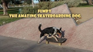 Jumpy amazing skateboarding dog [upl. by Ransome]