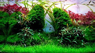 Complete Aquascaping Beginners Guide  Learn ALL The Basics [upl. by Christoph202]