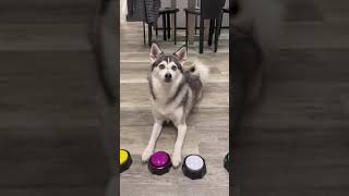 Sapphie the Pomsky New TikTok Videos  Best of Sapphie the Pomsky Videos Compilation [upl. by Halland]