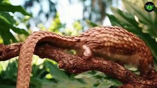 The Enigmatic World of Pangolins Unveiling Natures BestKept SecretA2Z Wildlife [upl. by Ashling]