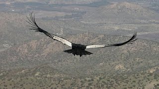 Flight of the Condor [upl. by Mccomb]