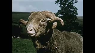 Different Types of Sheep and If Theyre Used for Meat or Wool  Sheep 1954  CharlieDeanArchives [upl. by Byrle]