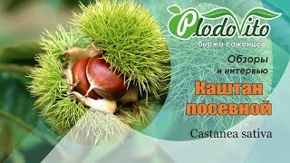 Каштан посевной I Castanea sativa Экзот средней полосы России Плодоносящее дерево [upl. by Ymas]