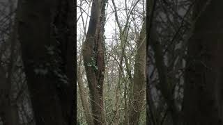 Meet The Great Green Parakeets in London Canon’s Park Stanmore  27 March 2021  Urban Wildlife [upl. by Ailekahs]