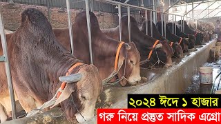 2024 কুরবানী ঈদে ঢাকার সাদিক এগ্রো ১ হাজার দেশি ও বিদেশি গরু নিয়ে প্রস্তুত Sadeeq agro farm [upl. by Adnauqal]