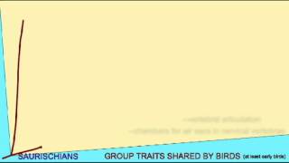 BIRD EVOLUTION CLADOGRAM THEROPODS [upl. by Aufmann]