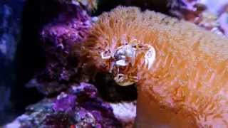 Porcelain Anemone Crab Feeding [upl. by Templa]