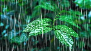 Rainfall on Forest Foliage  Rainstorm Sounds for Sleeping [upl. by Edee]