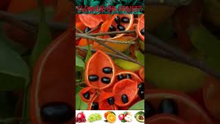 flower or fruit farming foraging organic organicfarming urbangardening [upl. by Yllas]