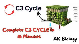 Complete C3 cycle Calvin cycle Photosynthesis [upl. by Avehsile]