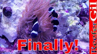 How To Get Clownfish To Host Anemone [upl. by Sato52]