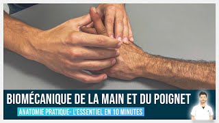 🖐 Anatomie Main amp Poignet  Biomécanique 24 [upl. by Lechar]