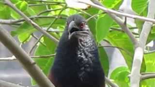 Greater Coucal and its calls [upl. by Stearn]