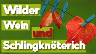 Kletterpflanzen Fassadenbegrünung mit wildem Wein und dem Schlingknöterich [upl. by Enirhtak]